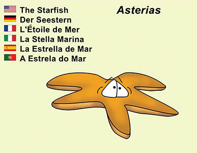 Bizzy Buddies Starfish cartoon character