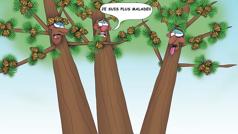 Bizzy Buddies - Les Trois Frères des Arbres Histoire illustree humoristique