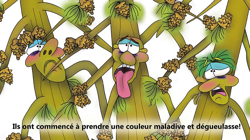Bizzy Buddies - Les Trois Frères des Arbres Histoire illustree humoristique