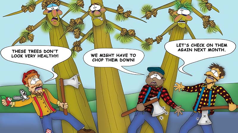 Bizzy Buddies - The Three Tree Brothers - multi lingual childrens stories english french italian spanish german portuguese