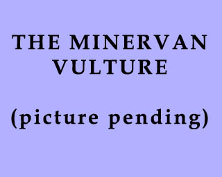The Bizzy Buddies Snail's Pace Productions Humorous Illustrated Stories The Bohemian Graveyard Weaving Spiders The Minervan Vulture