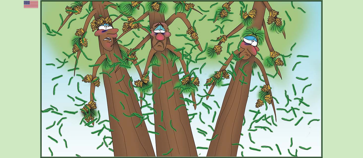 Bizzy Buddies Snail's Pace Productions The Three Tree Brothers Educational Illustrated Stories Multi Lingual Languages