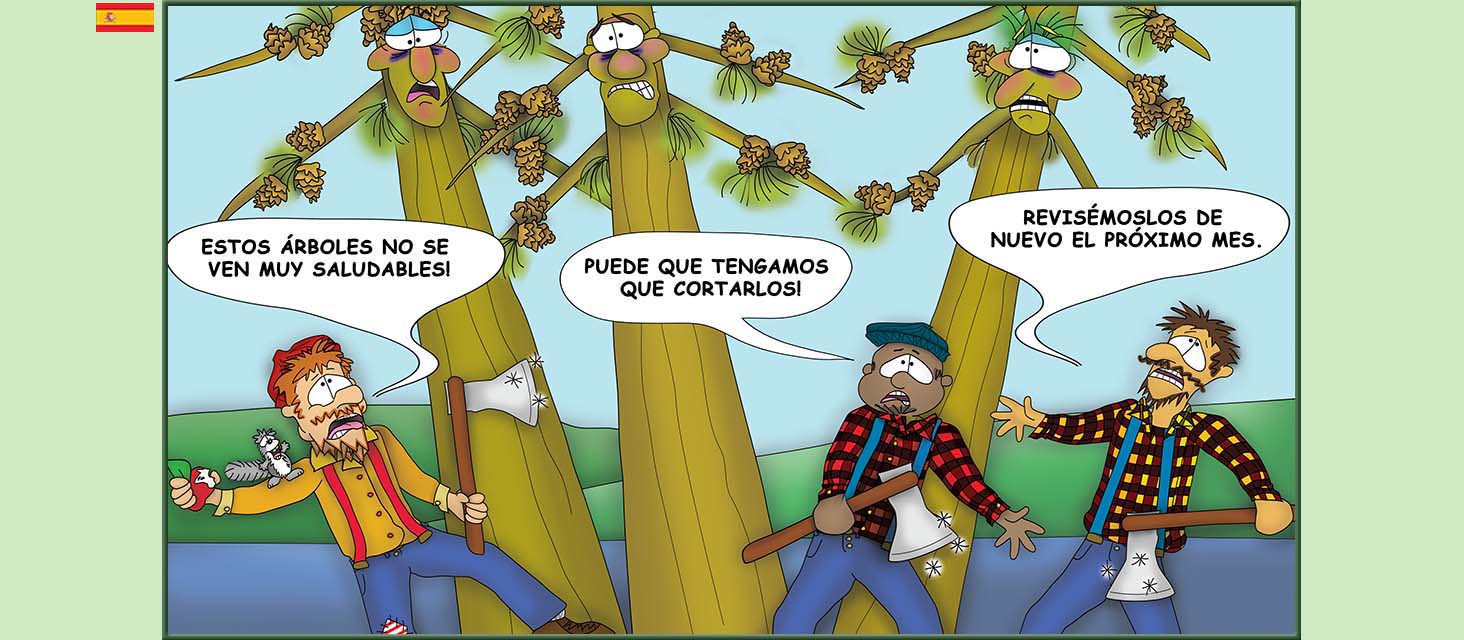 Bizzy Buddies Snail's Pace Productions Los Tres Hermanos Árbol Cuentos educativos ilustrados y humoristicos en varios idiomas