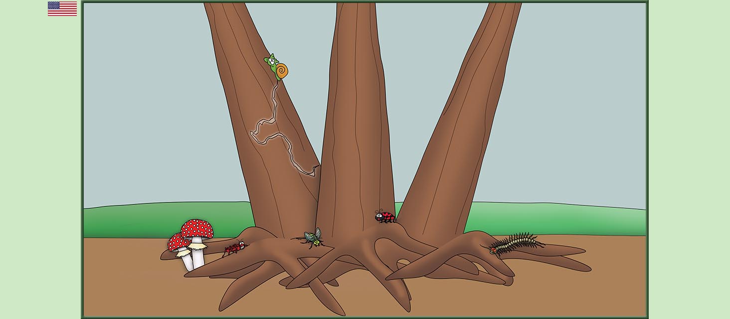 Bizzy Buddies Snail's Pace Productions The Three Tree Brothers Educational Illustrated Stories Multi Lingual Languages